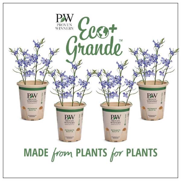 4.25 in. Eco+Grande Laguna Dark Blue (Lobelia) Live Plant, Blue Flowers (4-Pack)