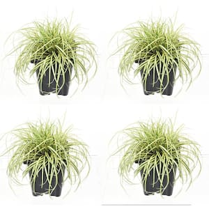 1.0 QT. Grass Carex oshimensis Evergold (4-Pack)