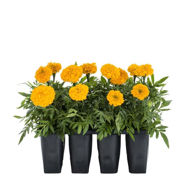 METROLINA GREENHOUSES Marigold Annual Plant (12-Pack)