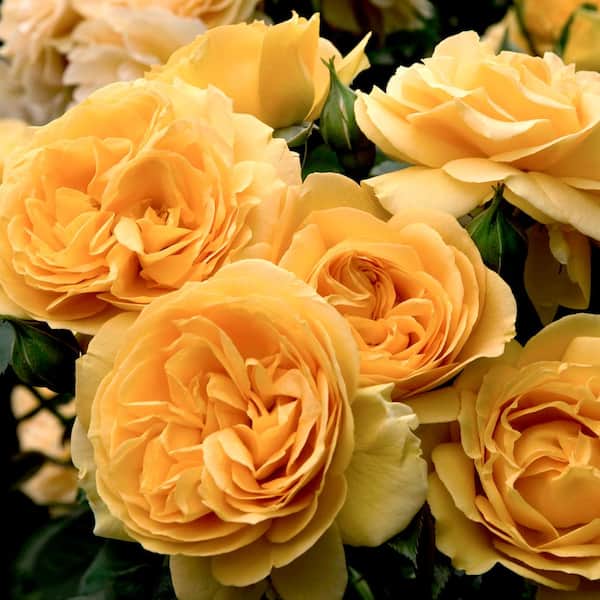 VAN ZYVERDEN Roses Julia Child Roses Bloom Color Yellow (1 Root Stock)