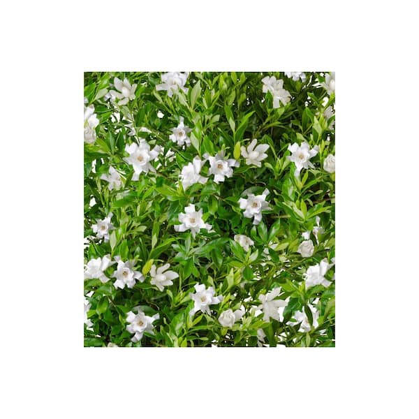 SOUTHERN LIVING 2 Gal. Fool Proof Gardenia, Evergreen Shrub with