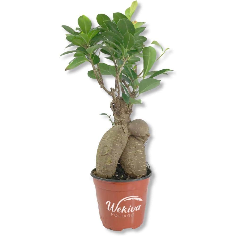 Ginseng Ficus Tree-Live Plant in a 4 Inch Pot-Ficus Microcarpa-Beautiful Ornamental Bonsai Interior Tree price history on PriceWatchPro