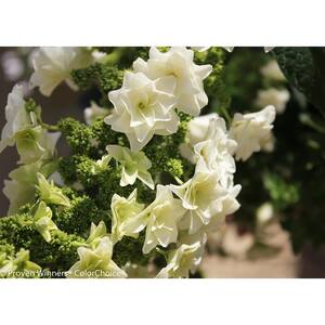 1 Gal. Gatsby Star Oakleaf Hydrangea (Quercifolia) Live Shrub, White Flowers
