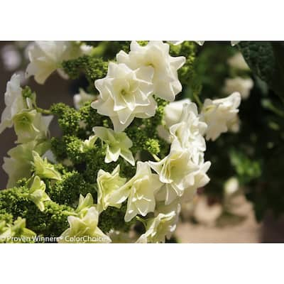 PROVEN WINNERS 3 Gal. Pinky Winky Hardy Hydrangea (Paniculata) Live ...