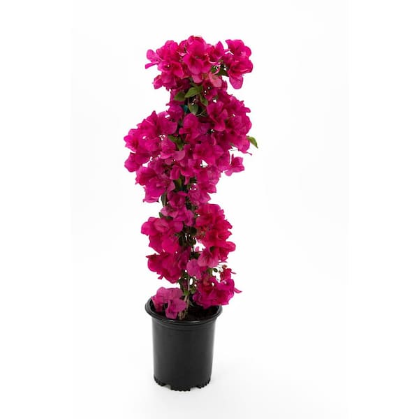 2.5 qt. Bougainvillea Barba Kasrt Shrub - Vine