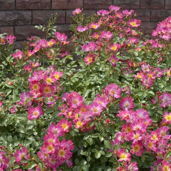 Drift 3 Gal. Drift Rose with Pink Flowers HD2631 - The Home Depot