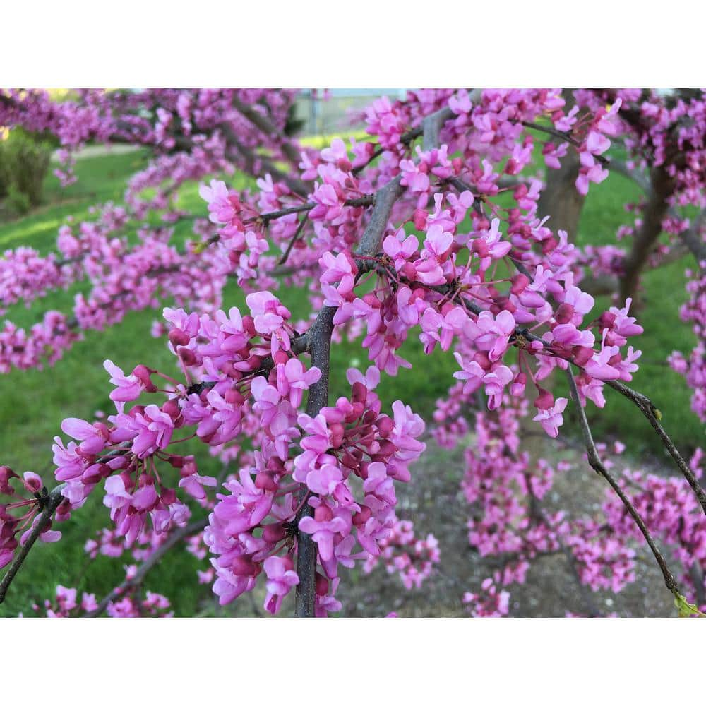 online orchards eastern redbud tree bare root flrb001 - the home depot