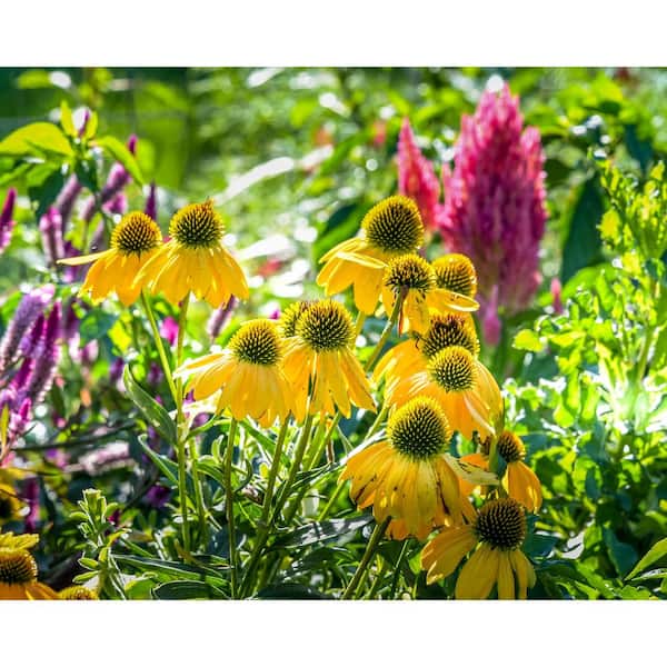 Unbranded. 2.5 qt. Echinacea Cone Flower Prairie Blaze Golden