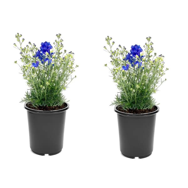 Unbranded. 2.5 qt. Delphinium Larkspur Diamonds Blue Perennial Plant with  Blue Flowers (2-Pack) 3236 - The Home Depot