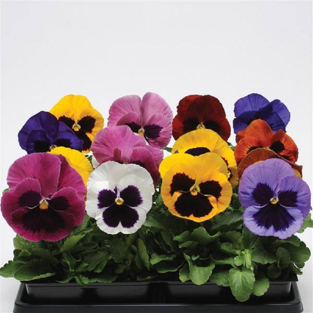 Reviews for BELL NURSERY 10 In. Pansy Spring Matrix Blotch Mix Annual