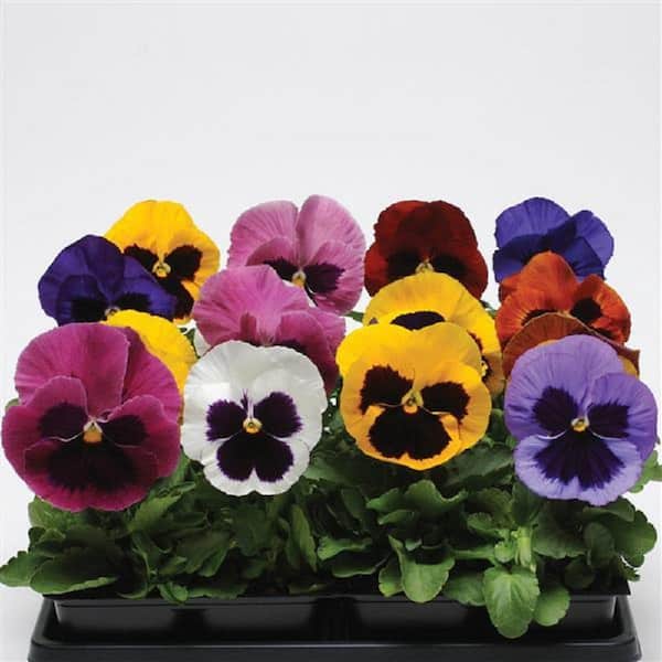 BELL NURSERY 10 In. Pansy Spring Matrix Blotch Mix Annual Live Plant in Hanging Basket