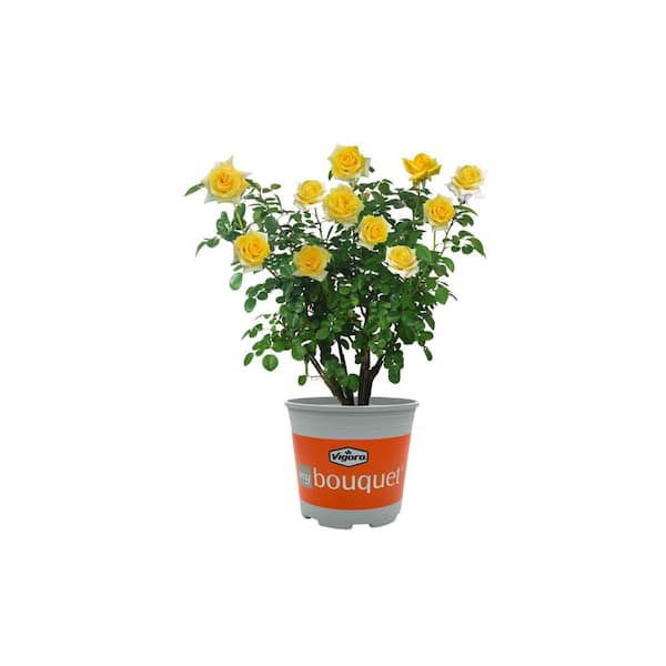 2 Gal. My Bouquet Rose Lemontini with Yellow Flowers (1-Pack)