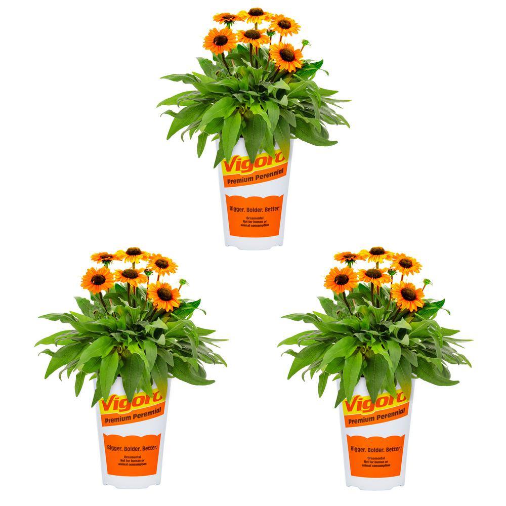 Vigoro 2 Qt. Echinacea Coneflower Sunseeker Mineola Orange Perennial Plant (3Pack) 78559 The