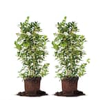 #7 Tea Olive Shrub (2-Pack)