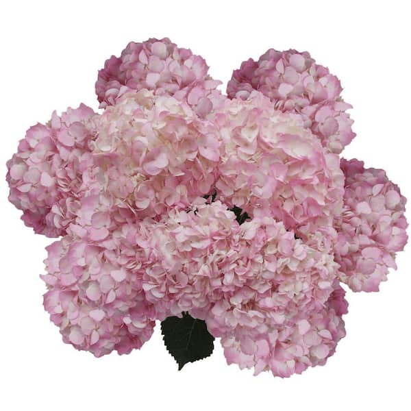Globalrose 40-Light Pink Hydrangea Flowers- Fresh Flower Delivery