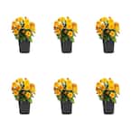 1 Pt. Mum Orange Chrysanthemum Perennial Plant (6-Pack)