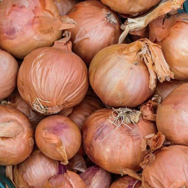 The 10 Best Substitutes For Shallots - MAY EIGHTY FIVE