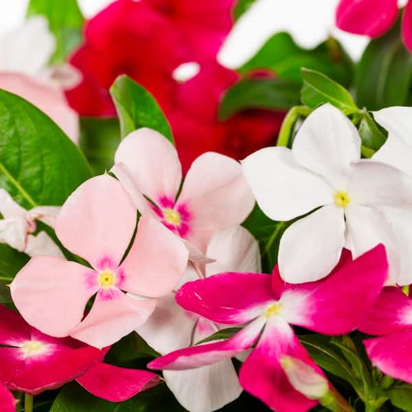 METROLINA GREENHOUSES 1.25 Gal. Vinca Trailing Decorative Hanging