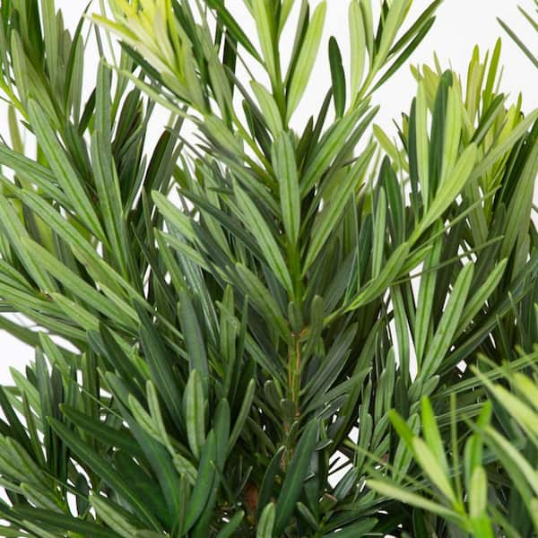 2.5 Gal. Pringles Dwarf Podocarpus Macrophyllus Live Evergreen Shrub