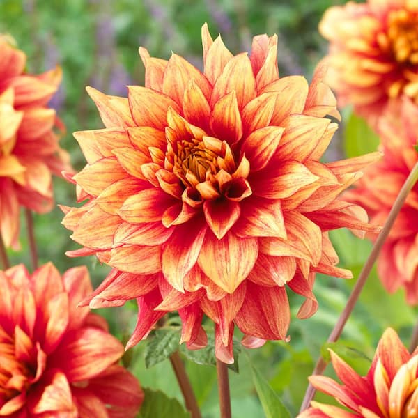 Vigoro Dazzling Magic Dinnerplate Dahlia Flower Bulbs, Bare Roots (Bag of 2)