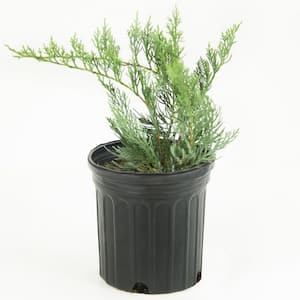 1 Gal. Gray Owl Juniper Shrub (40-Pack)