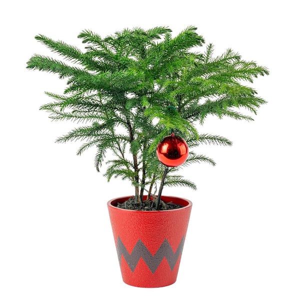 Costa Farms Norfolk Island Pine Indoor Plant in 4 in. Red Decor Pot, Avg. Shipping Height 10 in. Tall
