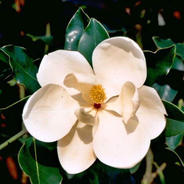 Southern Living Plant Collection 9.25 in. Pot - Little Gem Magnolia, Live Evergreen Tree, White Fragrant Blooms