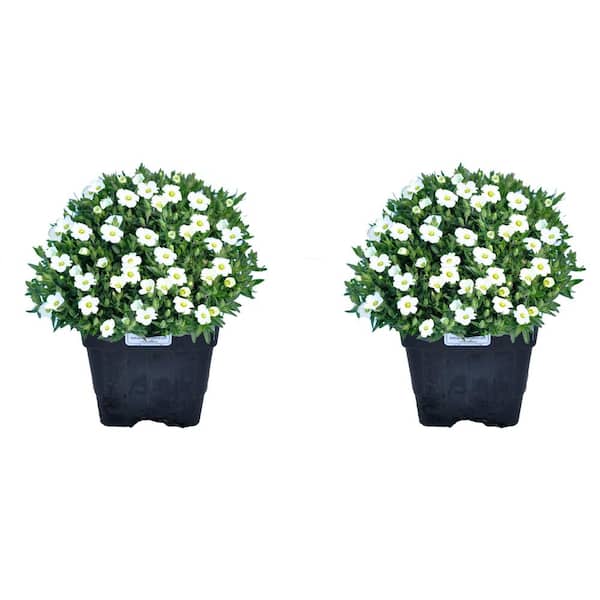 Unbranded 1.0 qt. Perennial Arenaria Montana Avalanche (2-Pack)