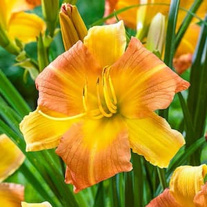EveryDaylily Yellow Punch Daylily (Hemerocallis), Live Bareroot Plant, Yellow-Orange Flowering Perennial (1-Pack)