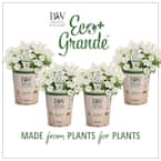 PROVEN WINNERS 4.25 in. Eco+Grande Supertunia Mini Vista White