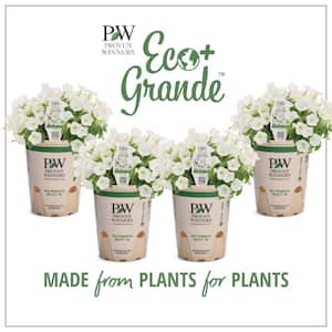 4.25 in. Eco+Grande Supertunia Mini Vista White (Petunia) Live Plants, White Flowers ((4-Pack))