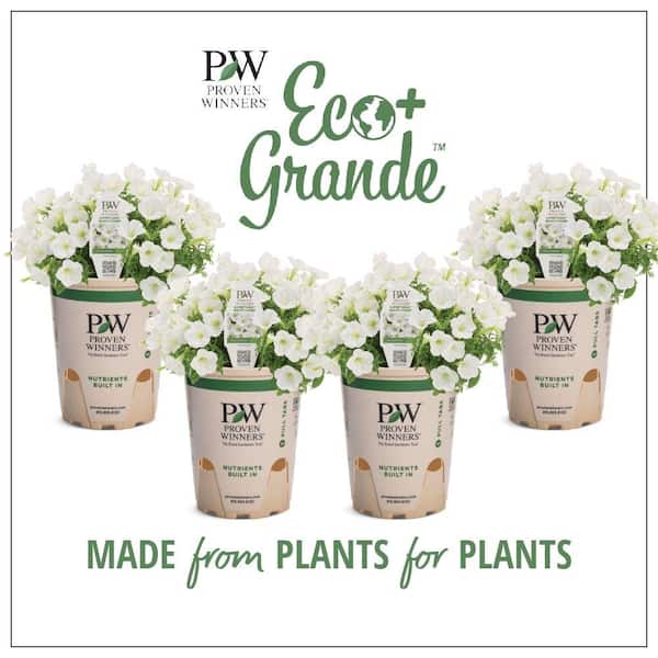PROVEN WINNERS 4.25 in. Eco+Grande Supertunia Mini Vista White (Petunia) Live Plants, White Flowers ((4-Pack))