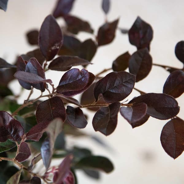 2.5 Qt - Ruby Loropetalum - Live Evergreen Shrub with Purple Foliage