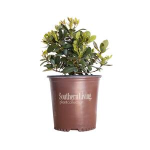 2 Gal. Clean Sweep Snowbank Indian Hawthorn - Live Evergreen Shrub with White Flower Clusters