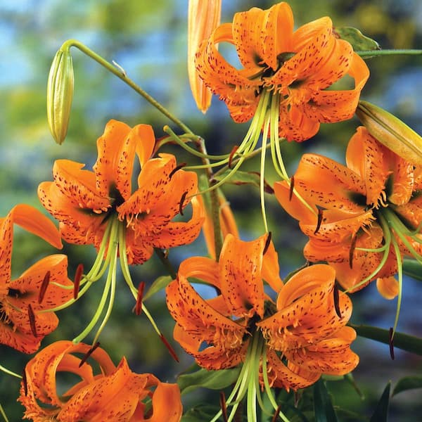 Breck's Henry's Tiger Lily Bulbs (5-Pack) 60171 - The Home Depot