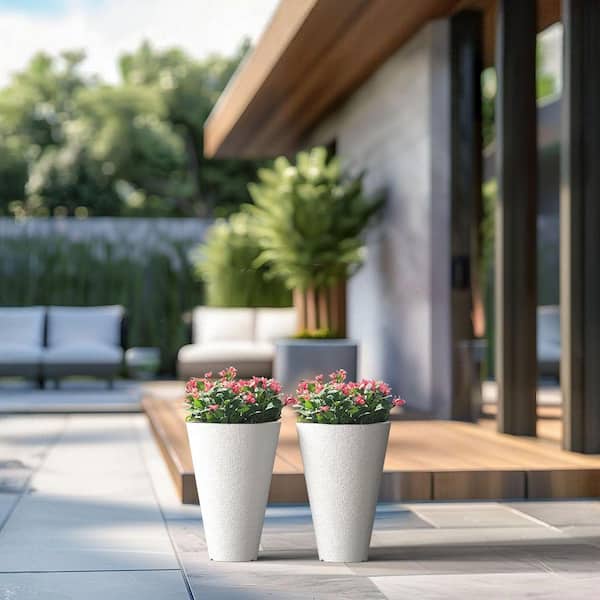 friendship plant Friendship Plant [Pilea involucrata] – Dakotah Blue Exotics