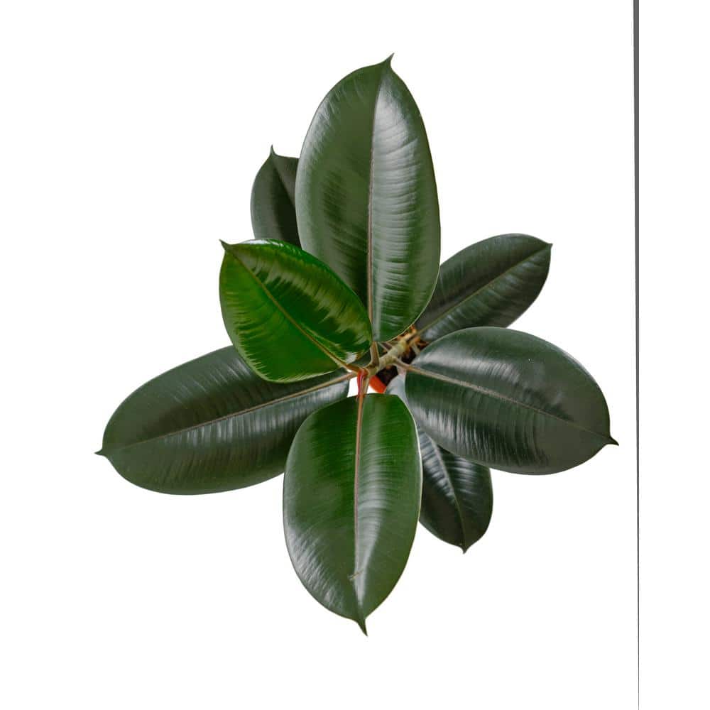 Large Burgundy Ficus Rubber Tree in Brown Grower Pot