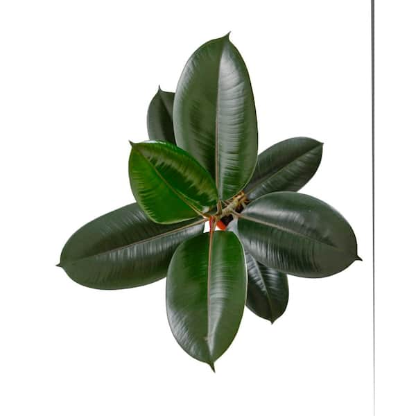 Ficus Burgundy Rubber Tree, Live Indoor Plant, Easy Care Air Purifying Houseplant in 6 in. Nursery Pot