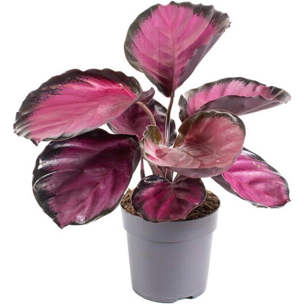 Wekiva Foliage Calathea Purple Rose-Live Plant in a 4 in. Growers Pot- Calathea Roseopicta-Houseplants from The Nursery CalPur4x1 - The Home Depot