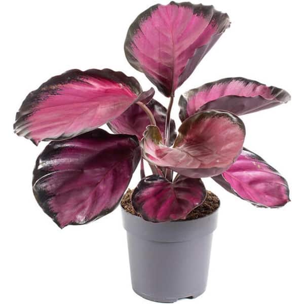 Wekiva Foliage Calathea Purple Rose-Live Plant in a 4 in. Growers Pot- Calathea Roseopicta-Houseplants from The Nursery CalPur4x1 - The Home Depot