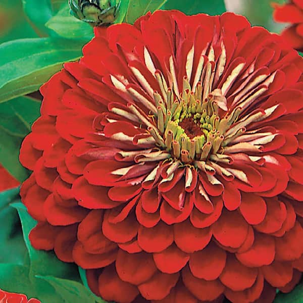 Ferry-Morse Zinnia Giant Double Flowered Scarlet Flame Flower