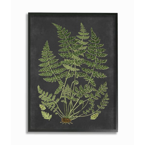 Stupell Industries 11 in. x14 in. "Botanical Drawing Green Black Design "by Lettered and LinedFramed Wall Art