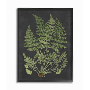 "Botanical Drawing Green Black Design" by Lettered and Lined Framed Wall Art 20 in. x 16 in.