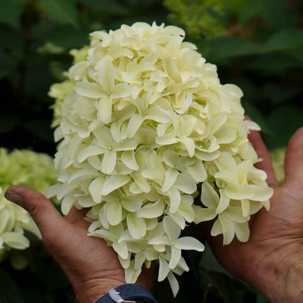 Spring Hill Nurseries 3 Gal. Pot, Skyfall Hydrangea Bush, Potted Deciduous Flowering Plant (1-Pack)