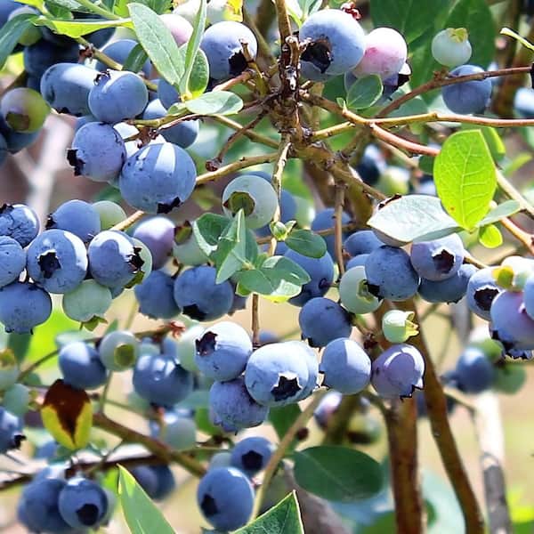 Unbranded 5 Gal. Jersey Northern Highbush Blueberry Plant