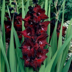 Gladiolus Large Flowering Black Beauty Bulbs (Set of 12)