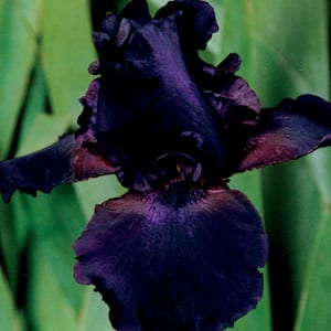 Bearded Iris Bulbs Superstition (Set of 3 Roots)