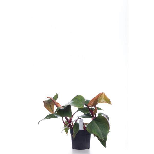 PROVEN WINNERS 7 in. leafjoy 'Dark Lord' Hybrid (Philodendron), Live Plant, Seagrass Container (1-Pack)