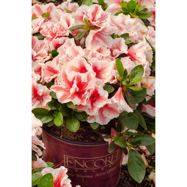 ENCORE AZALEA 3 Gal. Encore Autumn Starburst Azalea Shrub with Bi-Colored Coral Pink and White Reblooming Flowers
