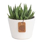 Haworthia Succulent in 4 in. White Modern Ceramic Planter